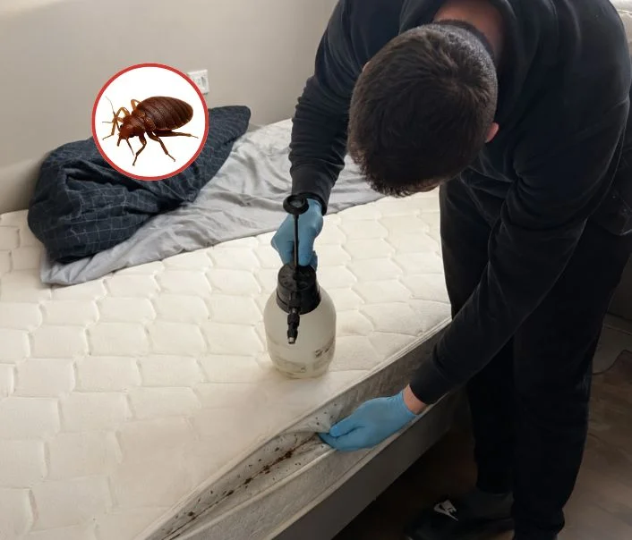 Technicien traitant un matelas contre les punaises de lit à Varennes-sur-Seine